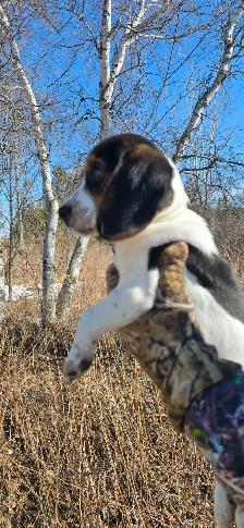 CKC registered BEAGLES - Photo 5