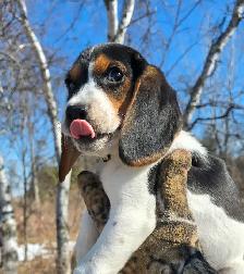 CKC registered BEAGLES - Photo 6