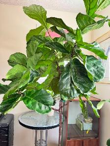 Healthy 2m Fiddle Leaf Fig Beautiful Large Indoor