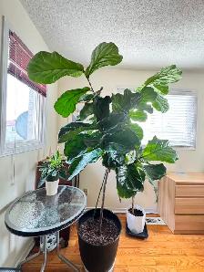 Healthy 2m Fiddle Leaf Fig Beautiful Large Indoor - Photo 2