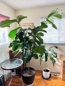 Healthy 2m Fiddle Leaf Fig Beautiful Large Indoor - Photo 3