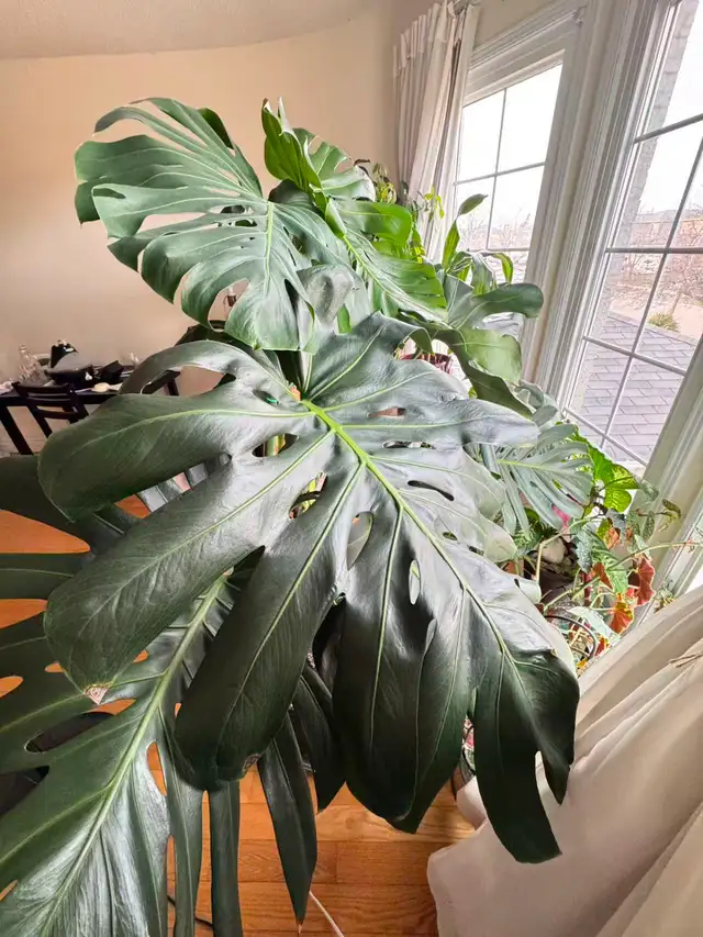 Large 1.5m Monstera Deliciosa Mature Split Leaves