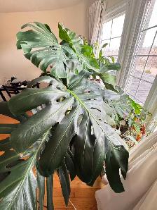Large 1.5m Monstera Deliciosa Mature Split Leaves