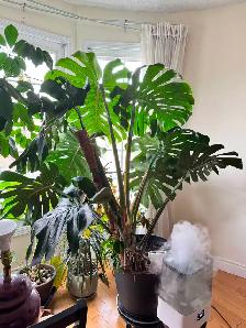 Large 1.5m Monstera Deliciosa Mature Split Leaves - Photo 2