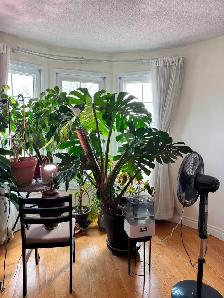Large 1.5m Monstera Deliciosa Mature Split Leaves - Photo 3