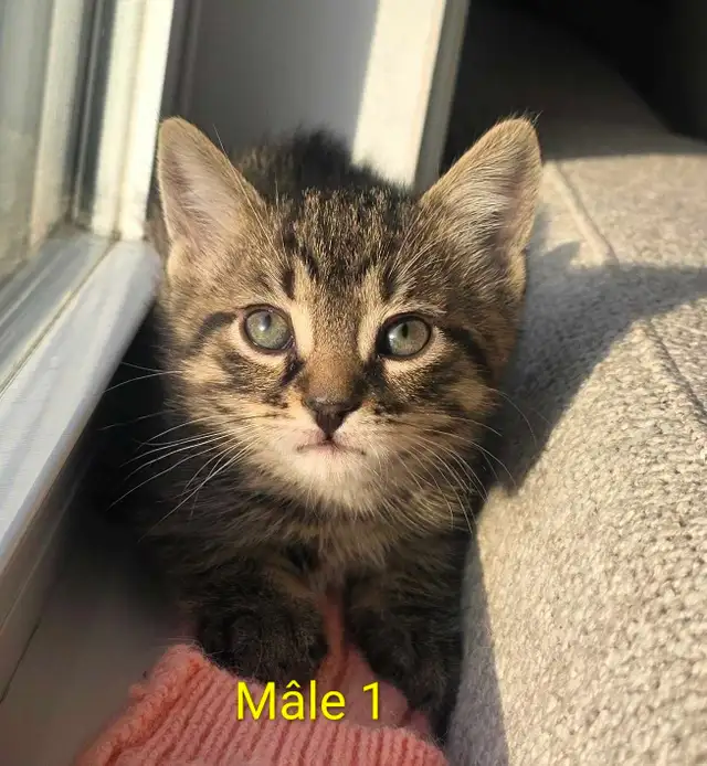 2 Chatons Mâle Vaccinés/Vermifuger