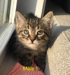 2 Chatons Mâle Vaccinés/Vermifuger