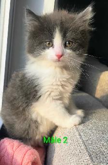 2 Chatons Mâle Vaccinés/Vermifuger - Photo 2