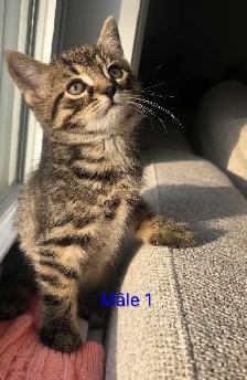 2 Chatons Mâle Vaccinés/Vermifuger - Photo 3