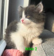2 Chatons Mâle Vaccinés/Vermifuger - Photo 5