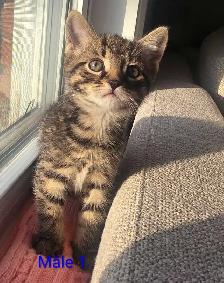 2 Chatons Mâle Vaccinés/Vermifuger - Photo 6