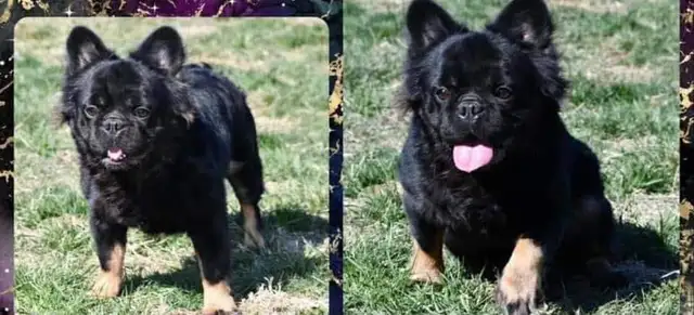 Bouledogue Français mâle AKC - Pure race - Photo 2