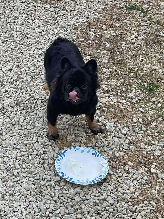Bouledogue Français mâle AKC - Pure race - Photo 3