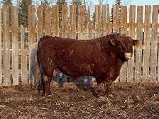 5-6 yr Red bull - Photo 1