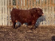 5-6 yr Red bull - Photo 2