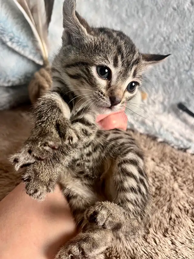 Highland Lynx hybride F5