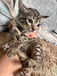 Highland Lynx hybride F5 - Photo 1