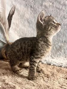 Highland Lynx hybride F5 - Photo 2