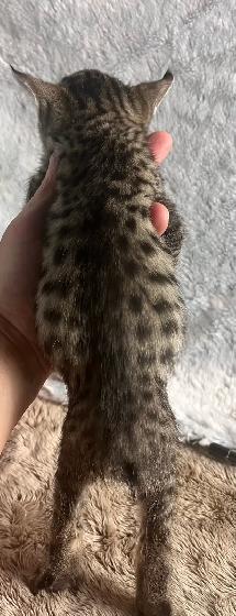 Highland Lynx hybride F5 - Photo 3