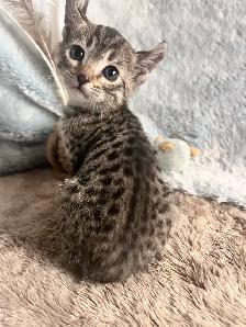 Highland Lynx hybride F5 - Photo 4