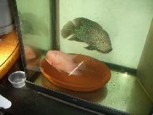 FOR SALE FEMALE RED MONKEY FLOWER HORN $250