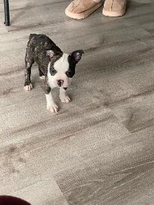 Boston terrier GRATUIT!