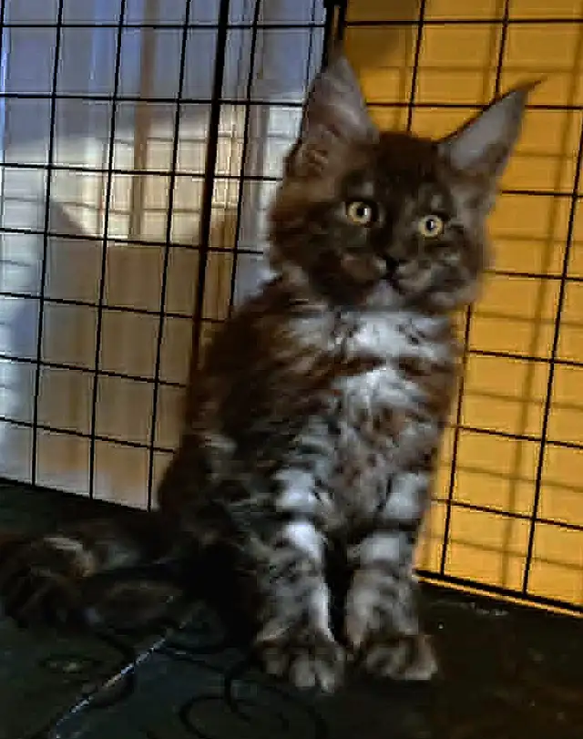 MALES ET FEMELLE MAIN COON, ENREGISTRES TICA