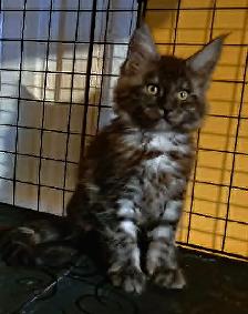 MALES ET FEMELLE MAIN COON, ENREGISTRES TICA