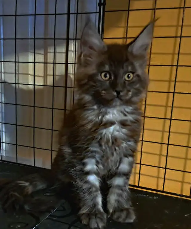 MALES ET FEMELLE MAIN COON, ENREGISTRES TICA - Photo 2