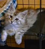 MALES ET FEMELLE MAIN COON, ENREGISTRES TICA - Photo 3