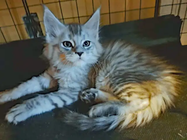 MALES ET FEMELLE MAIN COON, ENREGISTRES TICA - Photo 4