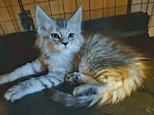 MALES ET FEMELLE MAIN COON, ENREGISTRES TICA - Photo 4