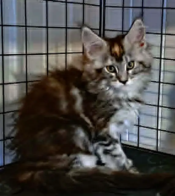 MALES ET FEMELLE MAIN COON, ENREGISTRES TICA - Photo 5