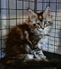 MALES ET FEMELLE MAIN COON, ENREGISTRES TICA - Photo 5