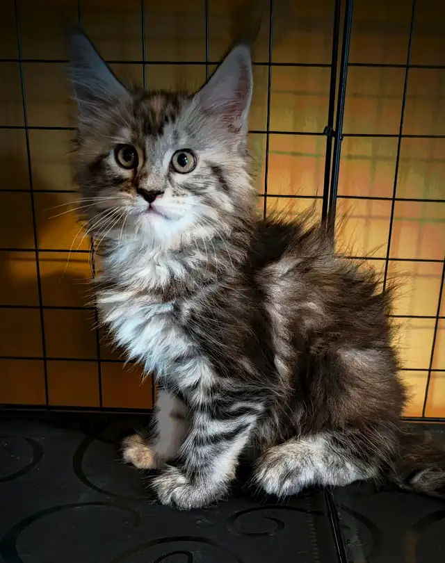MALES ET FEMELLE MAIN COON, ENREGISTRES TICA - Photo 6