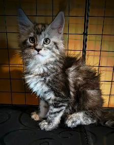 MALES ET FEMELLE MAIN COON, ENREGISTRES TICA - Photo 6