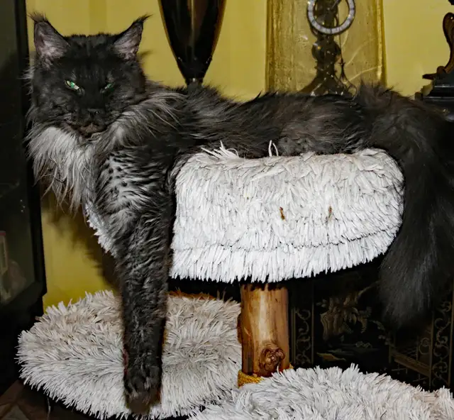 MALES ET FEMELLE MAIN COON, ENREGISTRES TICA - Photo 7