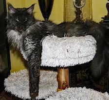 MALES ET FEMELLE MAIN COON, ENREGISTRES TICA - Photo 7