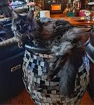 MALES ET FEMELLE MAIN COON, ENREGISTRES TICA - Photo 8