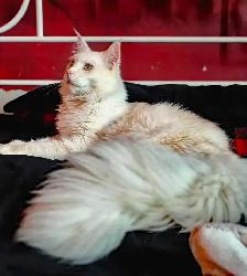 MALES ET FEMELLE MAIN COON, ENREGISTRES TICA - Photo 9