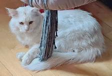 MALES ET FEMELLE MAIN COON, ENREGISTRES TICA - Photo 10