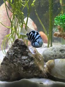 Polar Blue Parrots available!