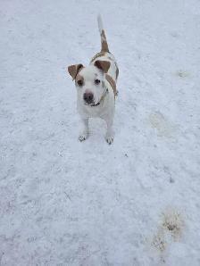 bulldog cross - Photo 2