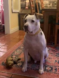 bulldog cross - Photo 3