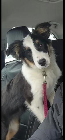 Border collie x berger australien à vendre