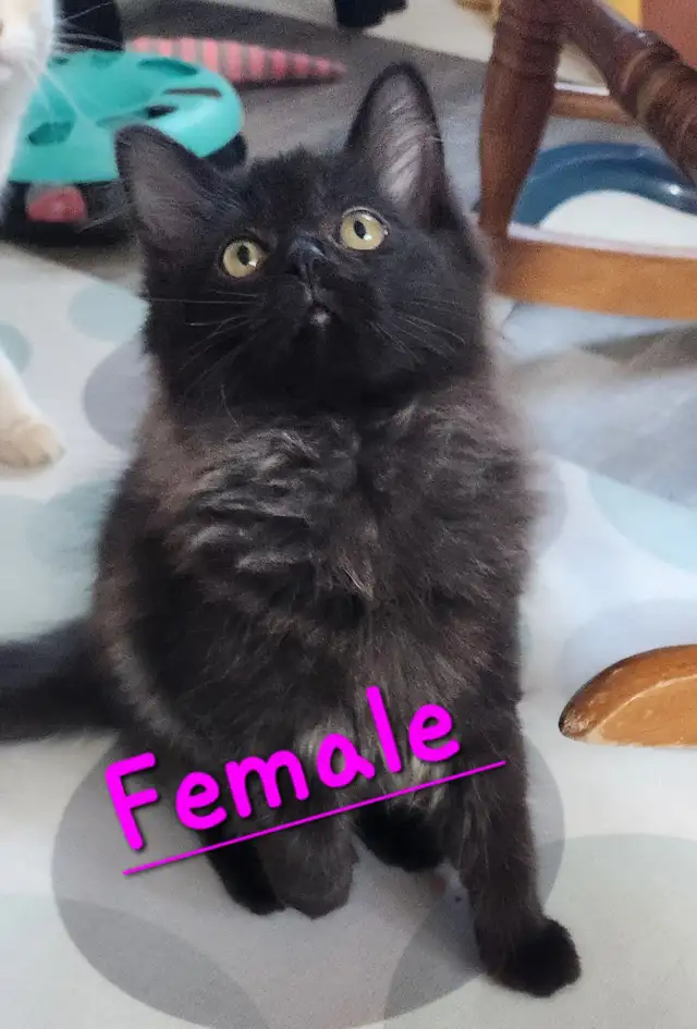 Beautiful Non-Traditional Female  Ragdoll  kitten - Photo 2