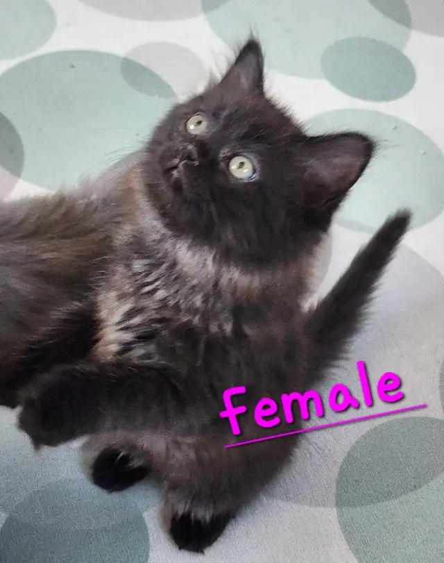 Beautiful Non-Traditional Female  Ragdoll  kitten - Photo 3