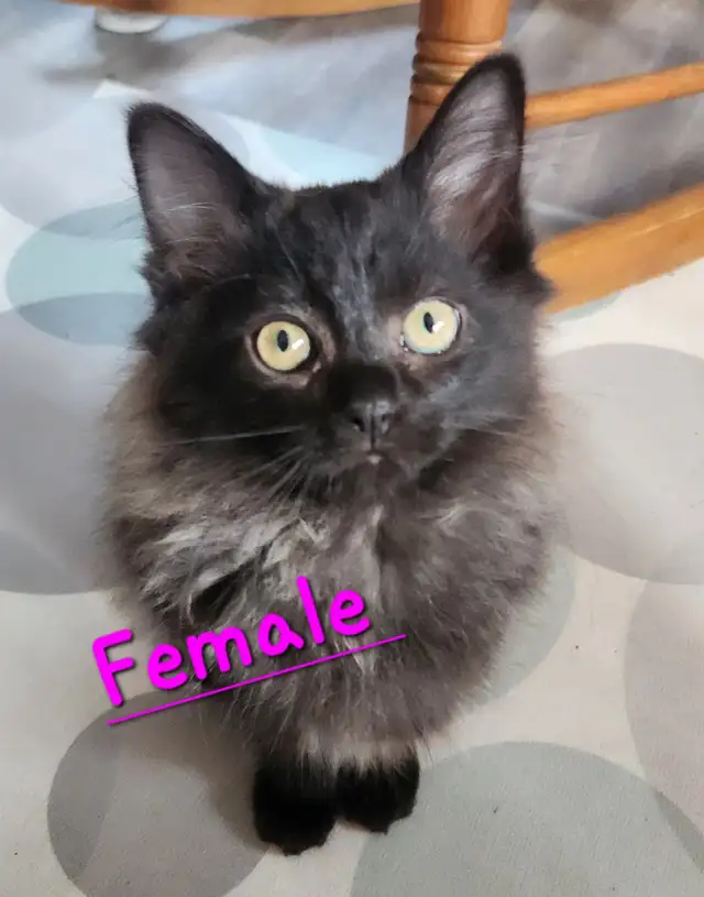 Beautiful Non-Traditional Female  Ragdoll  kitten - Photo 4