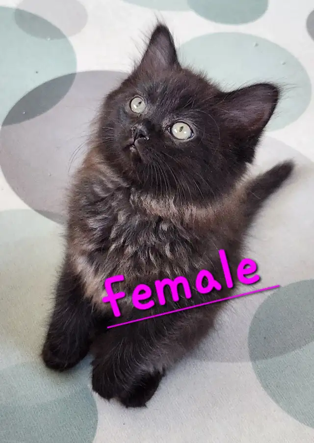 Beautiful Non-Traditional Female  Ragdoll  kitten - Photo 5