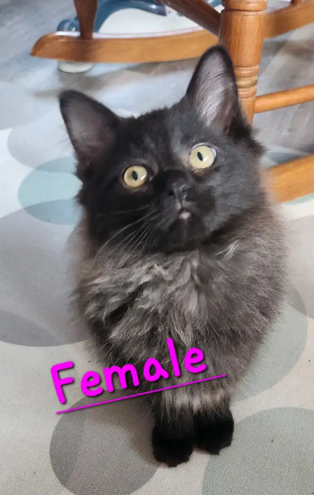 Beautiful Non-Traditional Female  Ragdoll  kitten - Photo 6